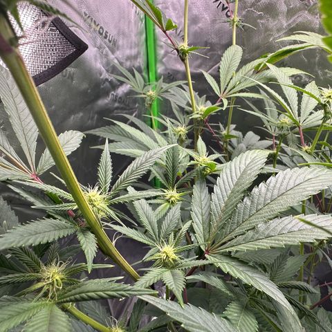 MiscxLAZ #26 C #2 growlog timeline photo