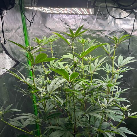 MiscxLAZ #26 C #2 growlog timeline photo