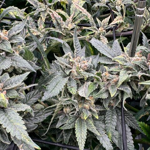 MiscxLAZ #08 C #1 growlog timeline photo