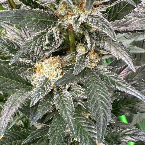 Fuel D.OG #2 Female 49.44g M growlog timeline photo