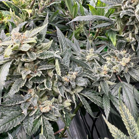 MiscxLAZ #08 C #1 growlog timeline photo