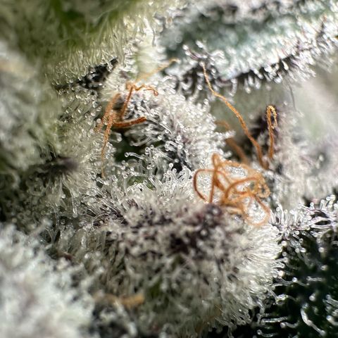 MiscxLAZ #29 C growlog timeline photo