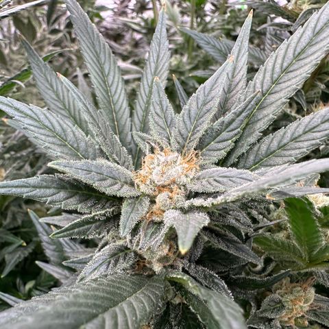 Fuel D.OG #2 Female 49.44g M growlog timeline photo