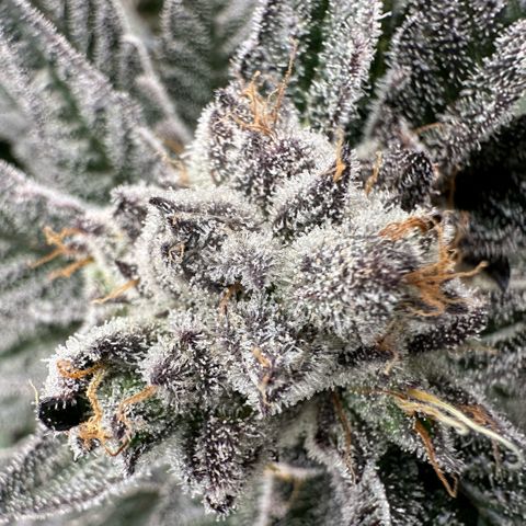 MiscxLAZ #22 C 42.33g growlog timeline photo