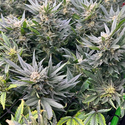 Fuel D.OG #2 Female 49.44g M growlog timeline photo