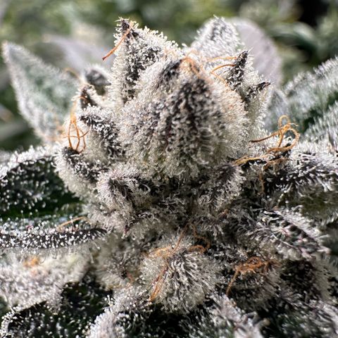 MiscxLAZ #29 C growlog timeline photo