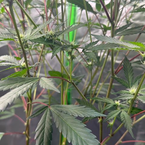 CxLAZ #15 C #1 growlog timeline photo