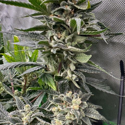 MiscxLAZ #08 C #1 growlog timeline photo