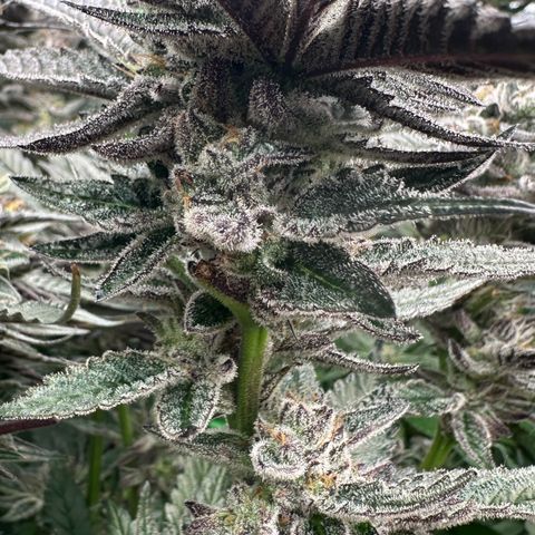 MiscxLAZ #22 C 42.33g growlog timeline photo