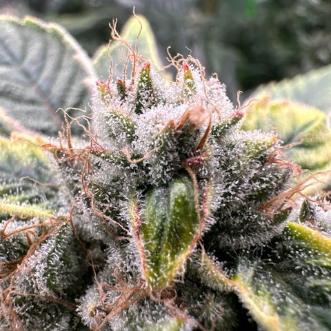 CxLAZ #20 C1 25g growlog timeline photo