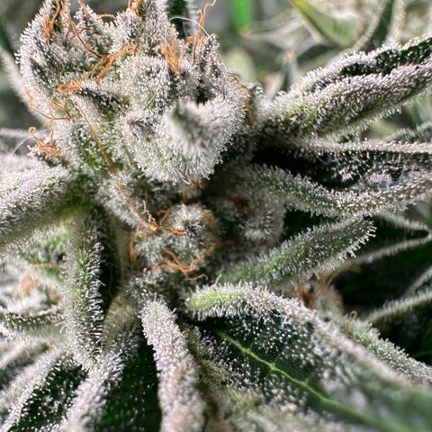 MiscxLAZ #26 C #1 47.15g growlog timeline photo