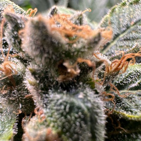 MiscxLAZ #08 C #1 growlog timeline photo
