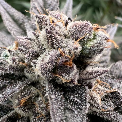 MiscxLAZ #22 C 42.33g growlog timeline photo