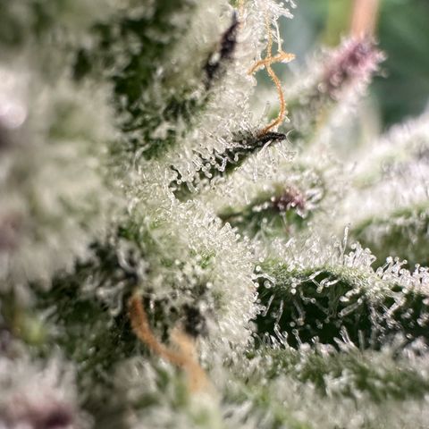 MiscxLAZ #29 C growlog timeline photo