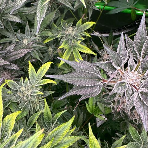 CxLAZ #20 C1 25g growlog timeline photo