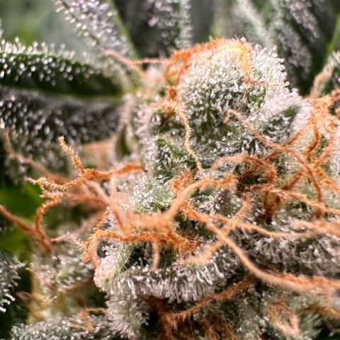 Fuel D.OG #2 Female 49.44g M growlog timeline photo