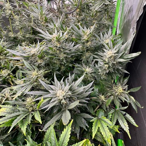 Fuel D.OG #2 Female 49.44g M growlog timeline photo