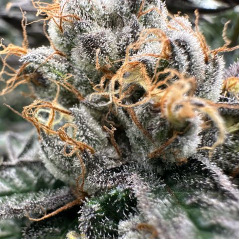 CxLAZ #03 C #1 58.58g growlog timeline photo
