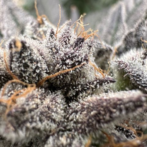 MiscxLAZ #22 C 42.33g growlog timeline photo