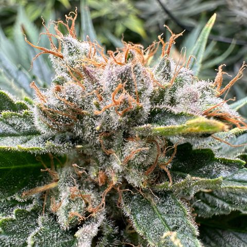 Fuel D.OG #1 Female 47.36g growlog timeline photo