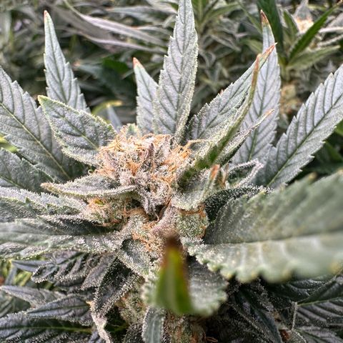 Fuel D.OG #2 Female 49.44g M growlog timeline photo