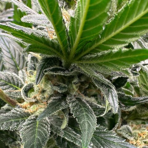 Fuel D.OG #2 Female 49.44g M growlog timeline photo