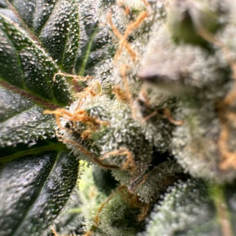 Fuel D.OG #2 Female 49.44g M growlog timeline photo