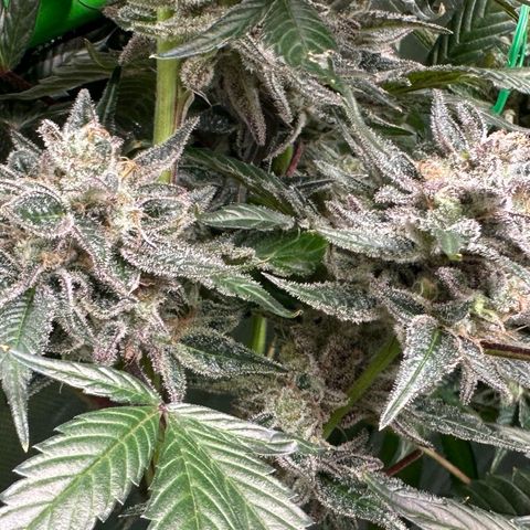 CxLAZ #03 C #1 58.58g growlog timeline photo