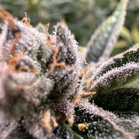 MiscxLAZ #26 C #1 47.15g growlog timeline photo
