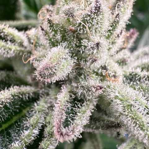 MiscxLAZ #29 C growlog timeline photo