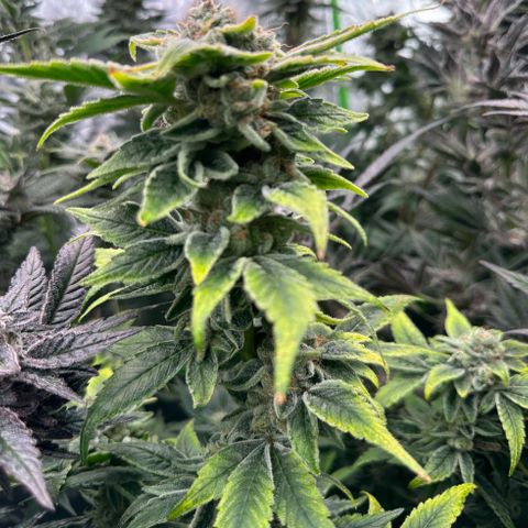 CxLAZ #20 C1 25g growlog timeline photo