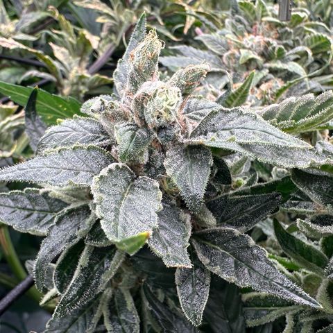 MiscxLAZ #08 C #1 growlog timeline photo