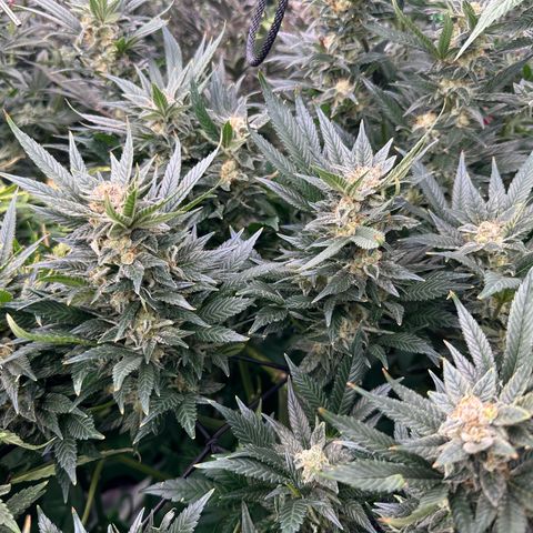 Fuel D.OG #2 Female 49.44g M growlog timeline photo