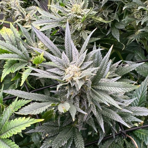 Fuel D.OG #2 Female 49.44g M growlog timeline photo