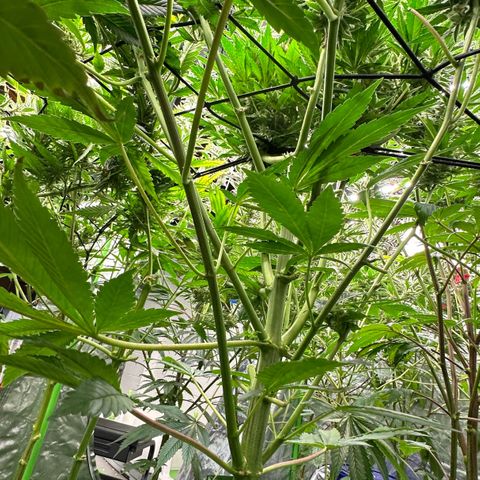 Fuel D.OG #2 Female 49.44g M growlog timeline photo