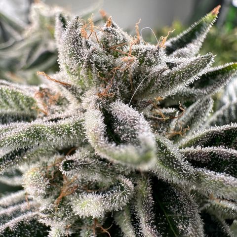 MiscxLAZ #26 C #1 47.15g growlog timeline photo