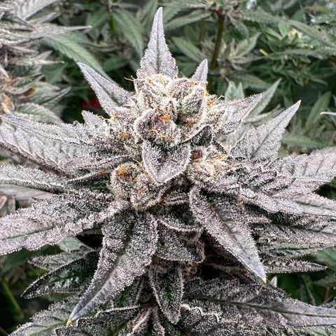 MiscxLAZ #22 C 42.33g growlog timeline photo