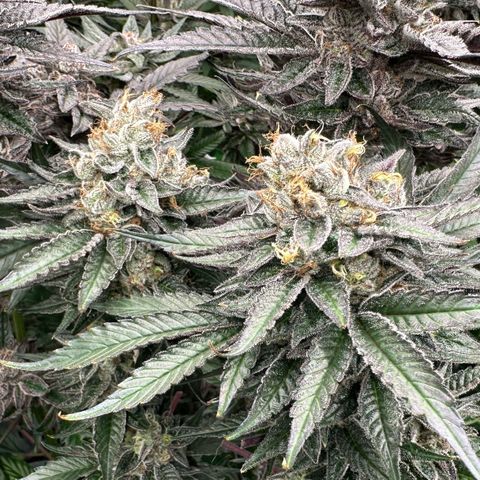 CxLAZ #03 C #1 58.58g growlog timeline photo