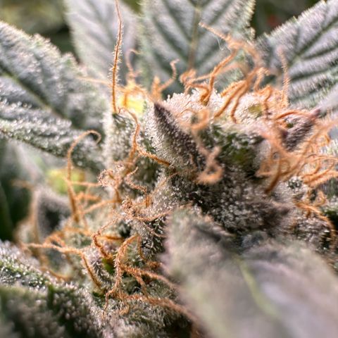 Fuel D.OG #2 Female 49.44g M growlog timeline photo