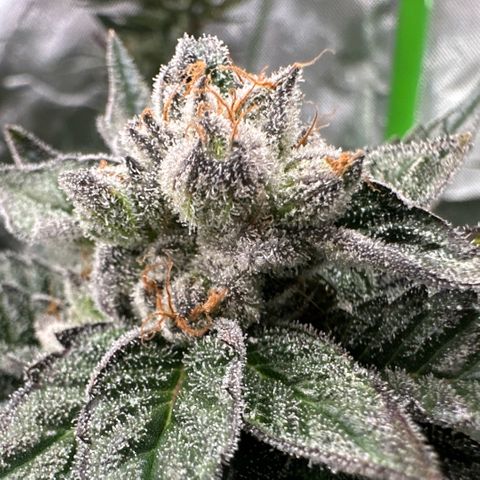 MiscxLAZ 5-4 34.63g growlog timeline photo