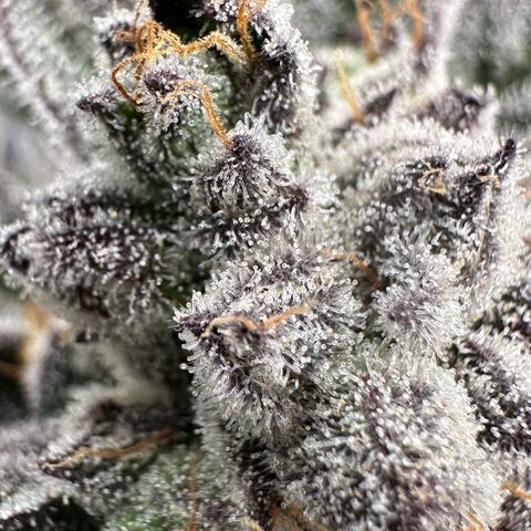 MiscxLAZ #22 C 42.33g growlog timeline photo