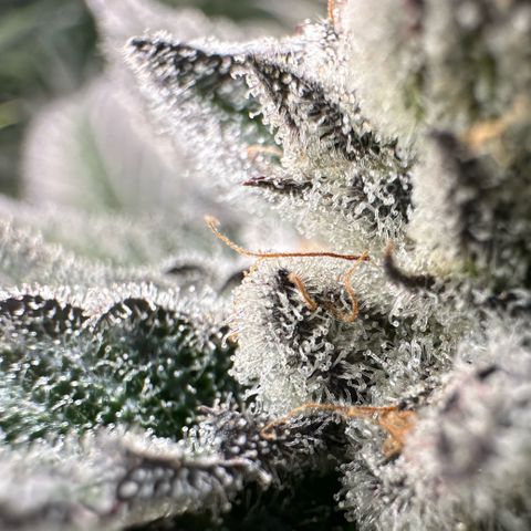 MiscxLAZ #29 C growlog timeline photo