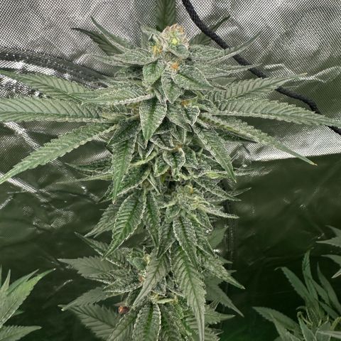 MiscxLAZ 5-4 34.63g growlog timeline photo