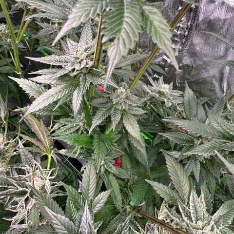 MiscxLAZ 5-4 34.63g growlog timeline photo