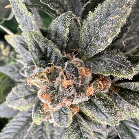 MiscxLAZ #08 C #1 growlog timeline photo