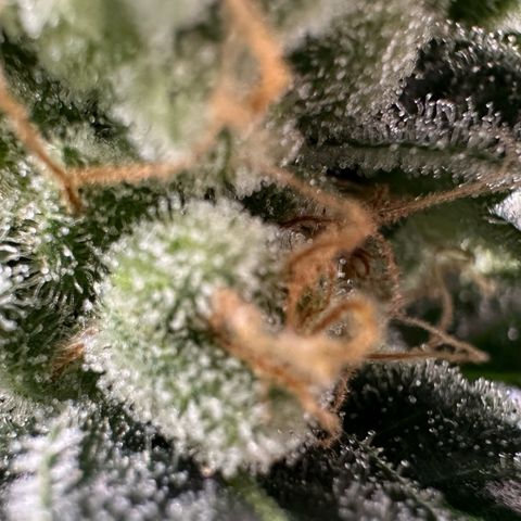 Fuel D.OG #2 Female 49.44g M growlog timeline photo