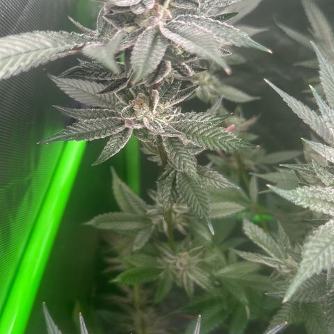 MiscxLAZ #27 C 39g growlog timeline photo