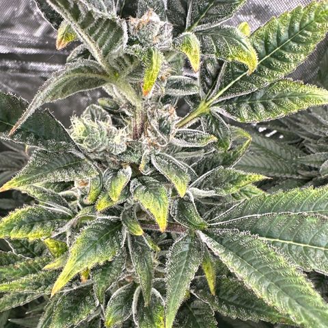 CxLAZ #31 C growlog timeline photo