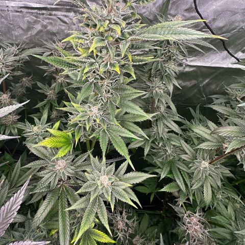 CxLAZ #31 C growlog timeline photo