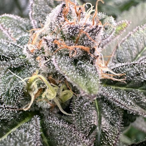 CxLAZ #31 C growlog timeline photo